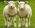 welsh lambs.jpg