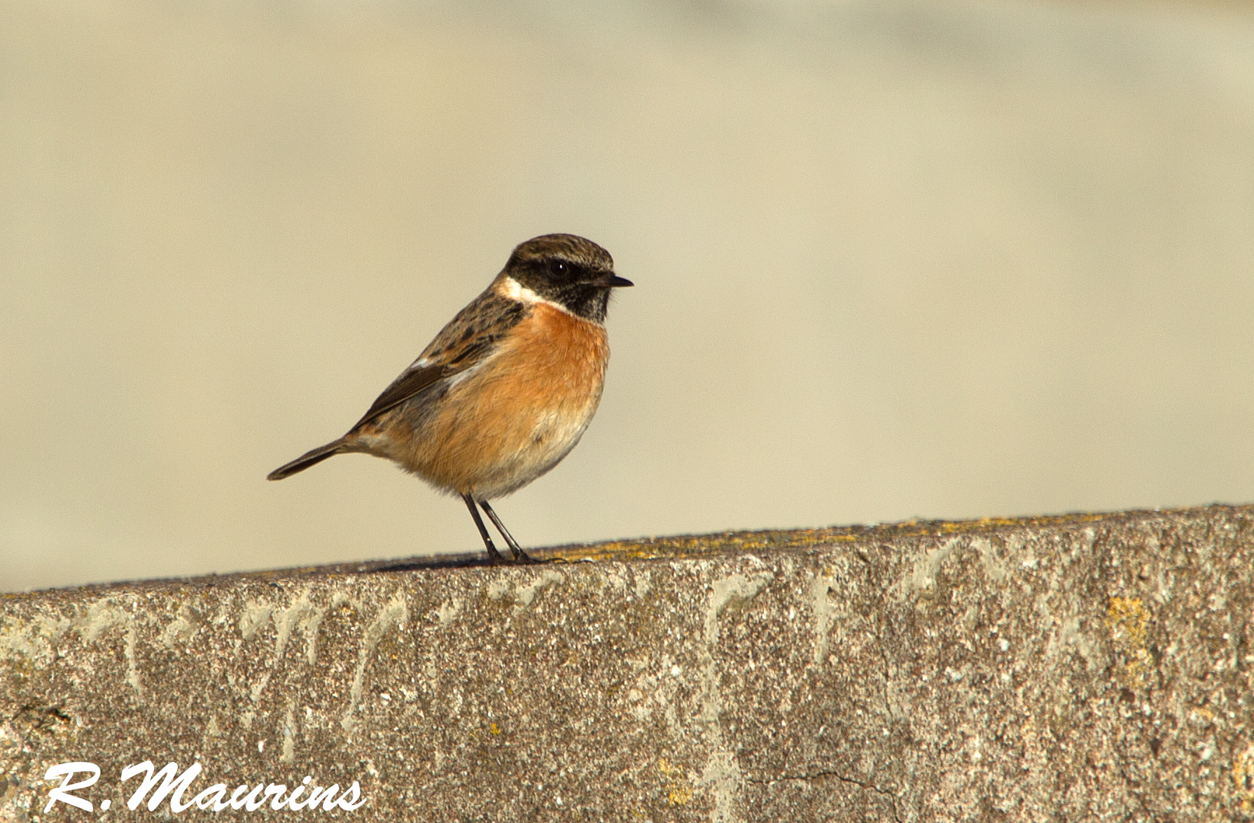 Stonechat.jpg