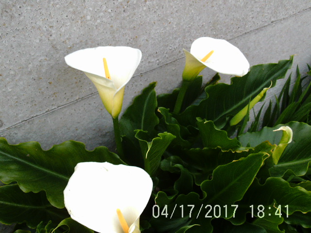PTDC0236.JPG