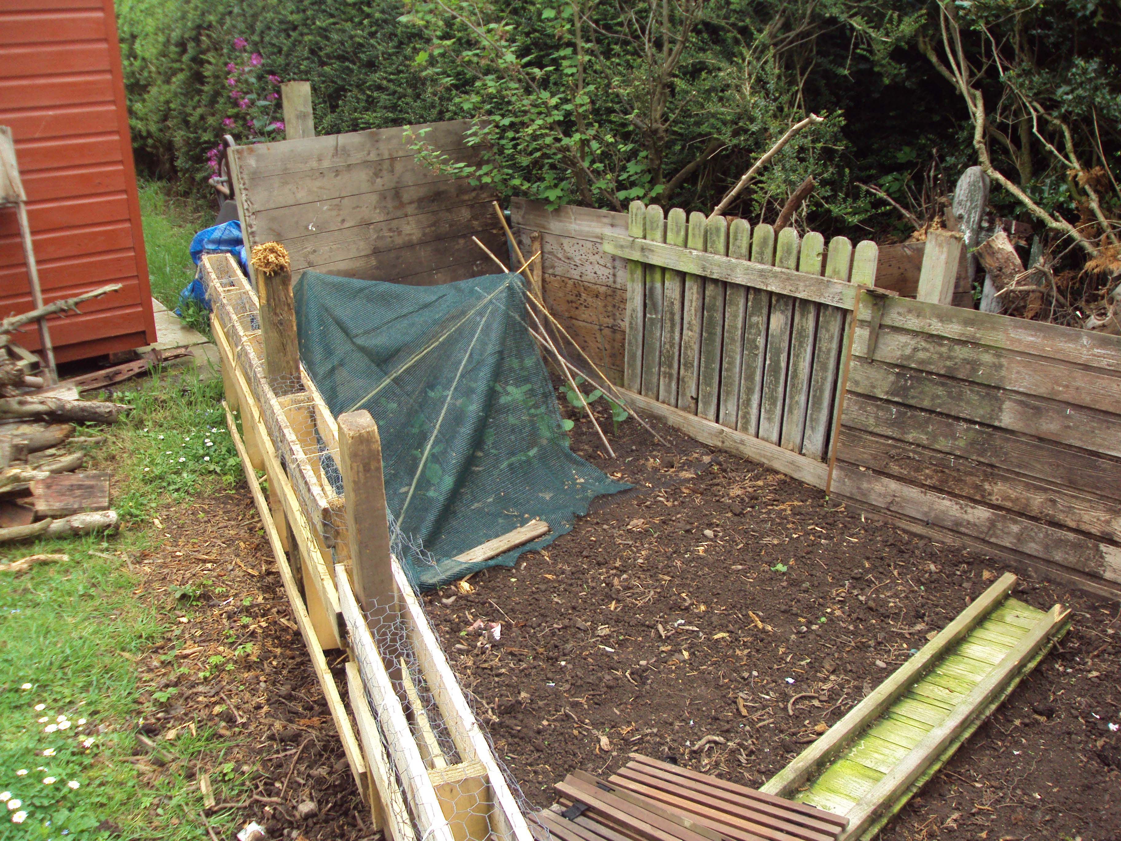Rabbit proofed brassicas.jpg
