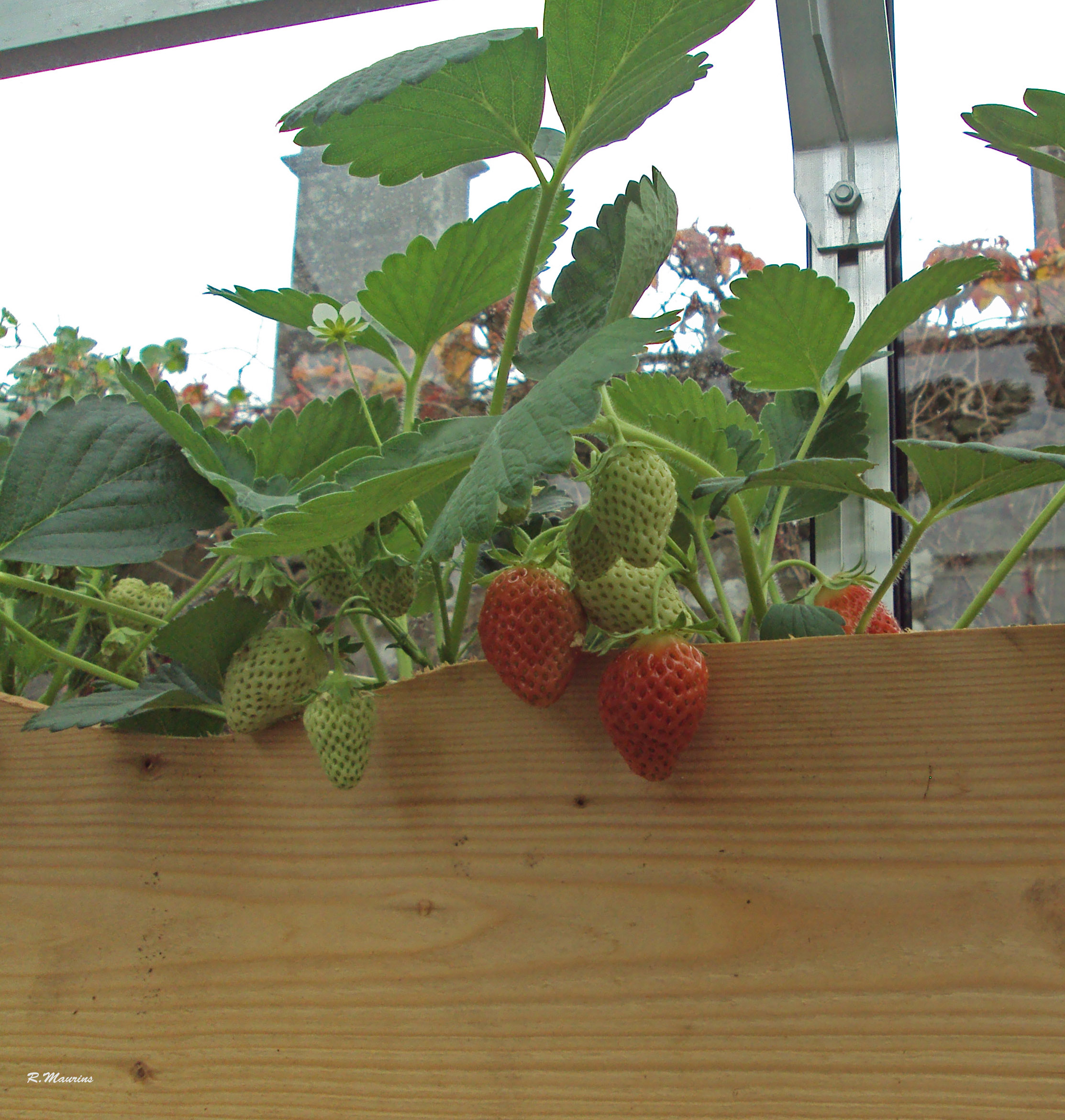 First strawberries.jpg