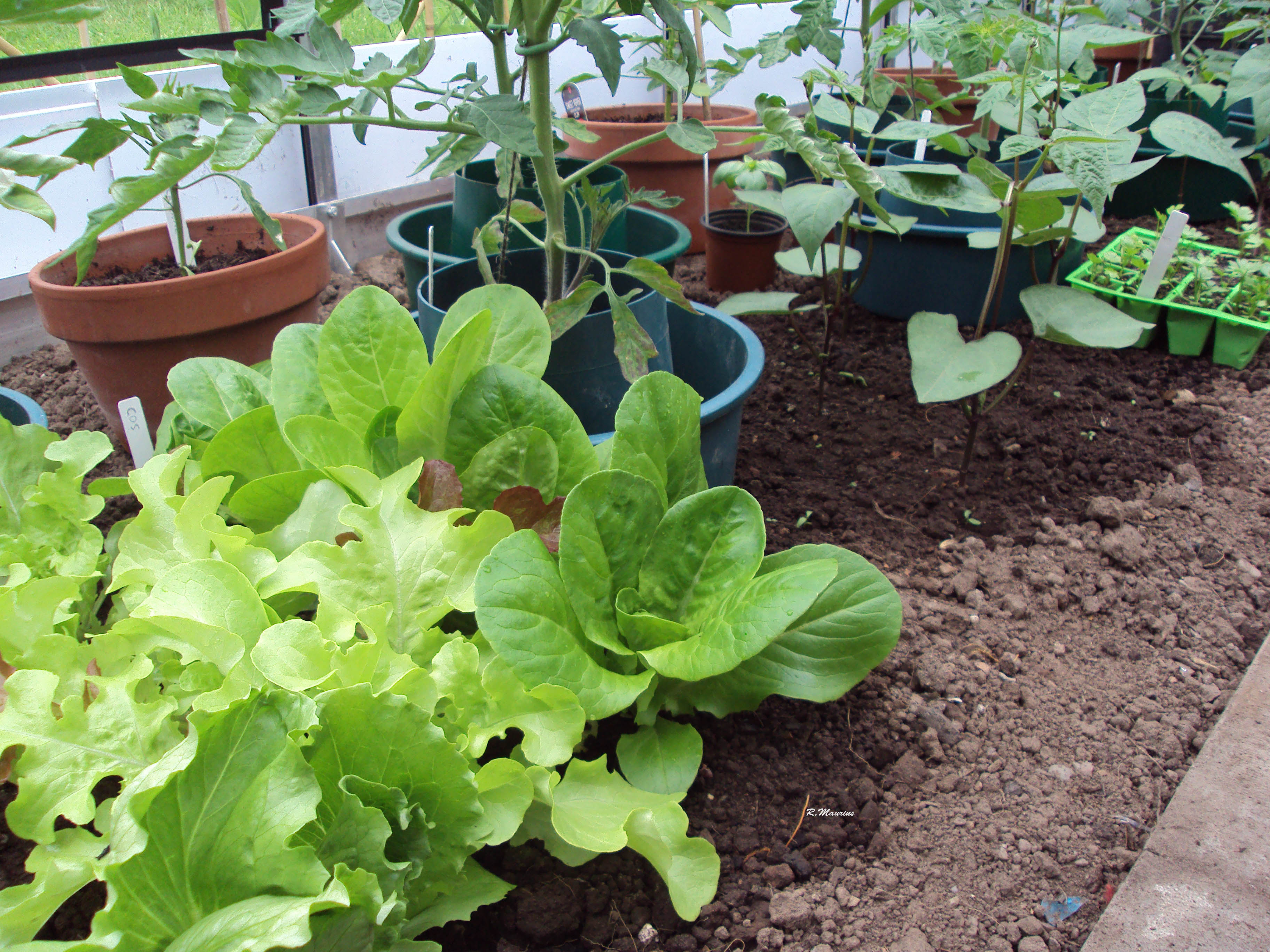 Lettuce looking good.jpg