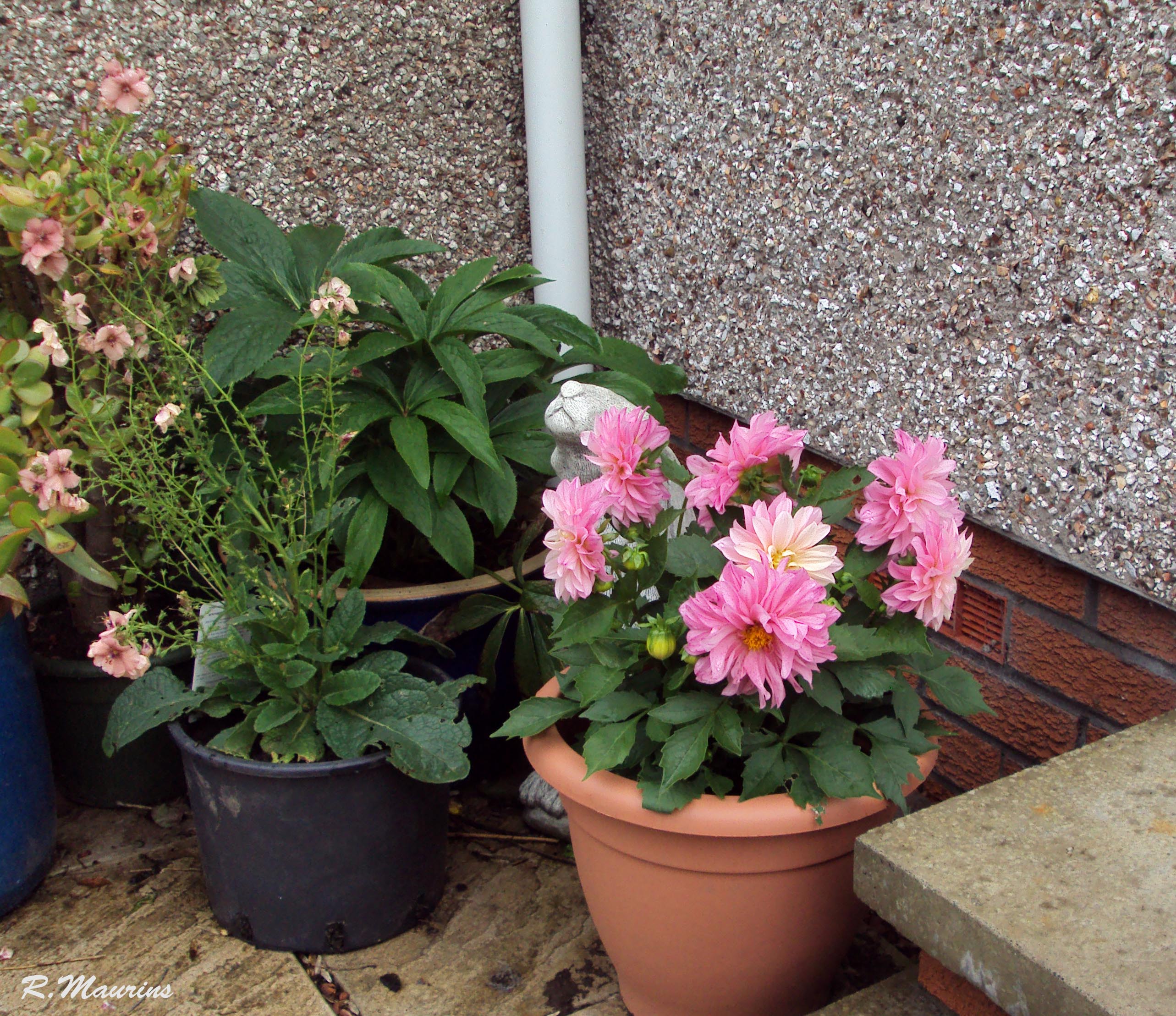 Doorstep flowers.jpg