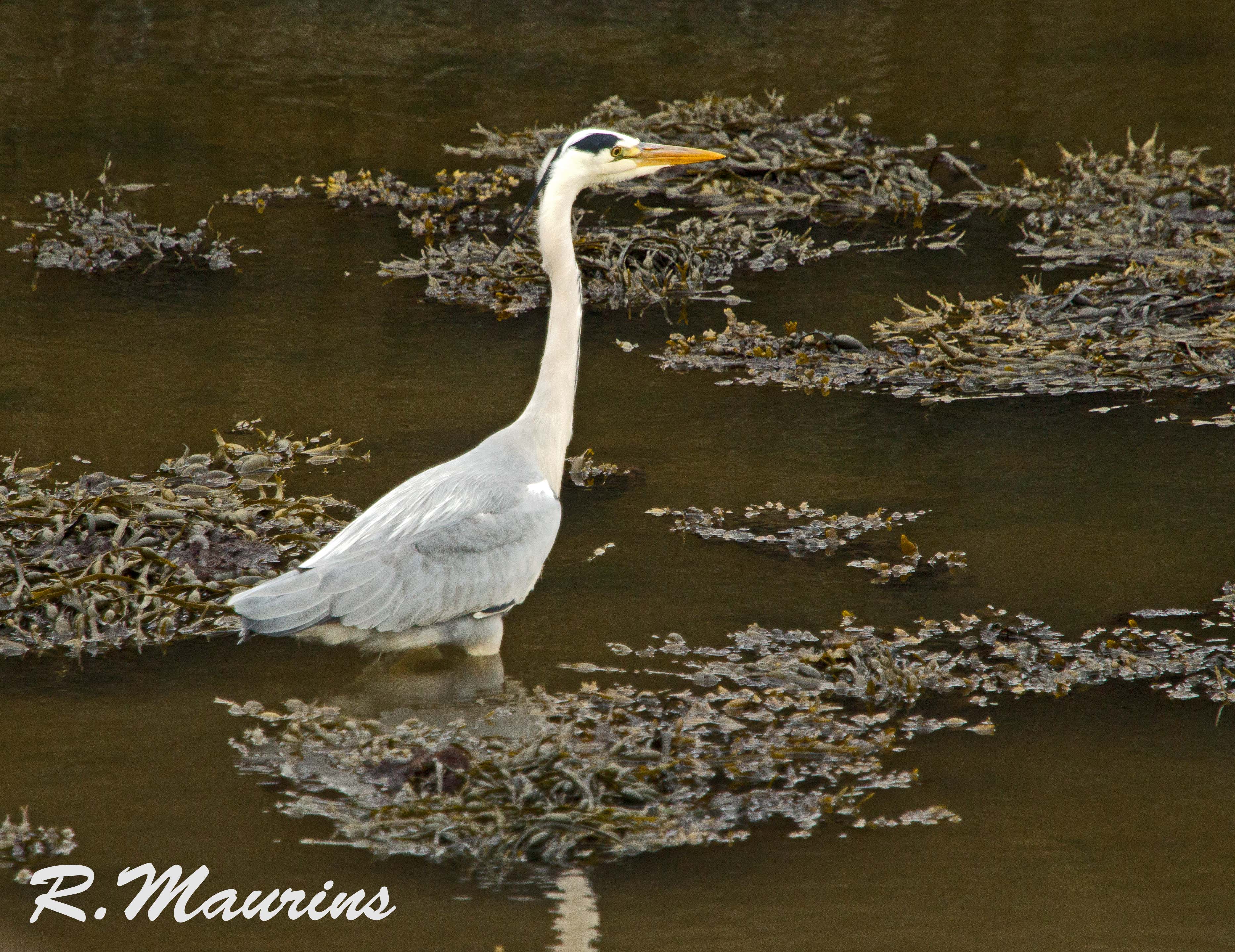 Grey Heron.jpg