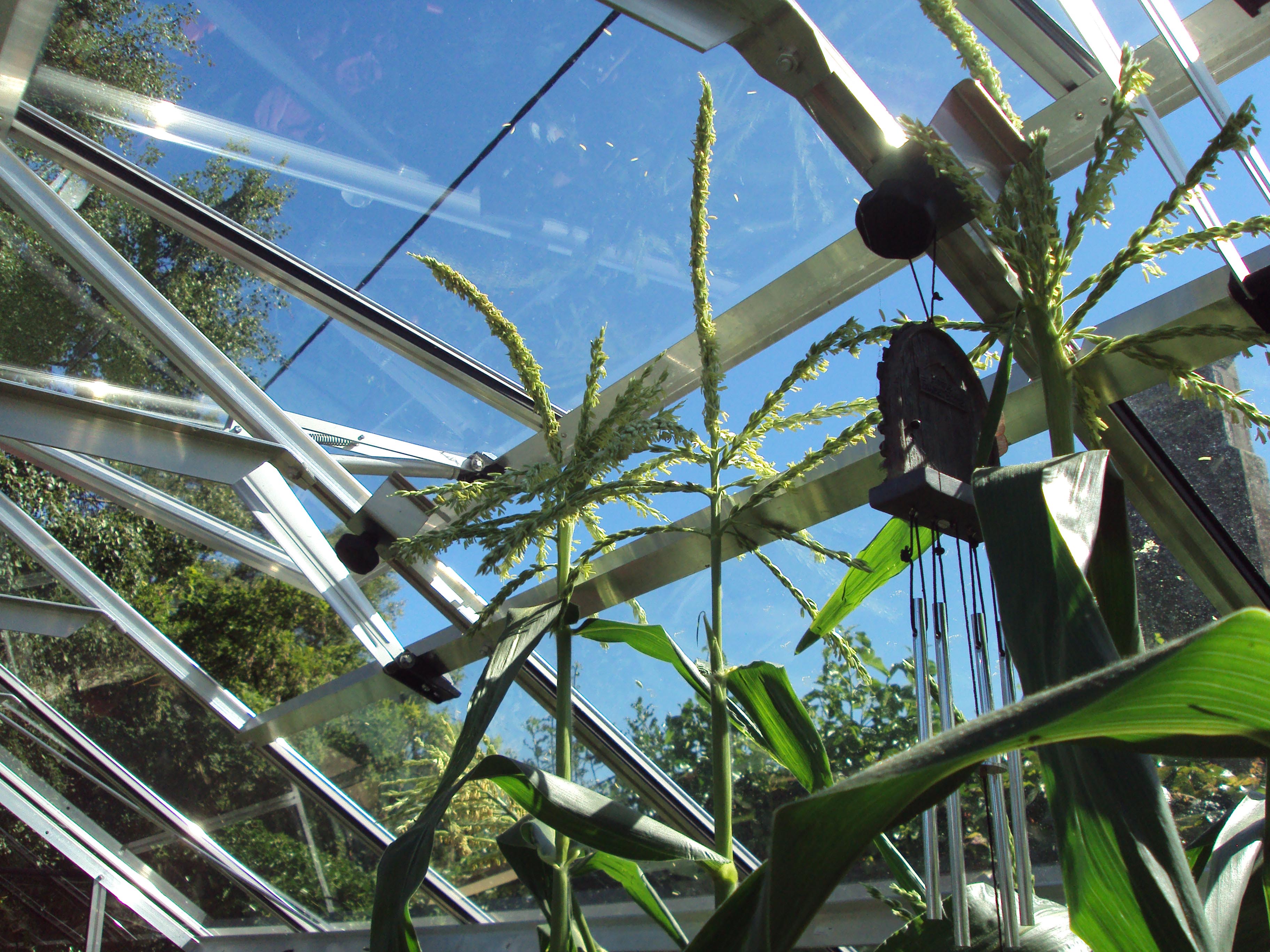 growing out the roof.jpg