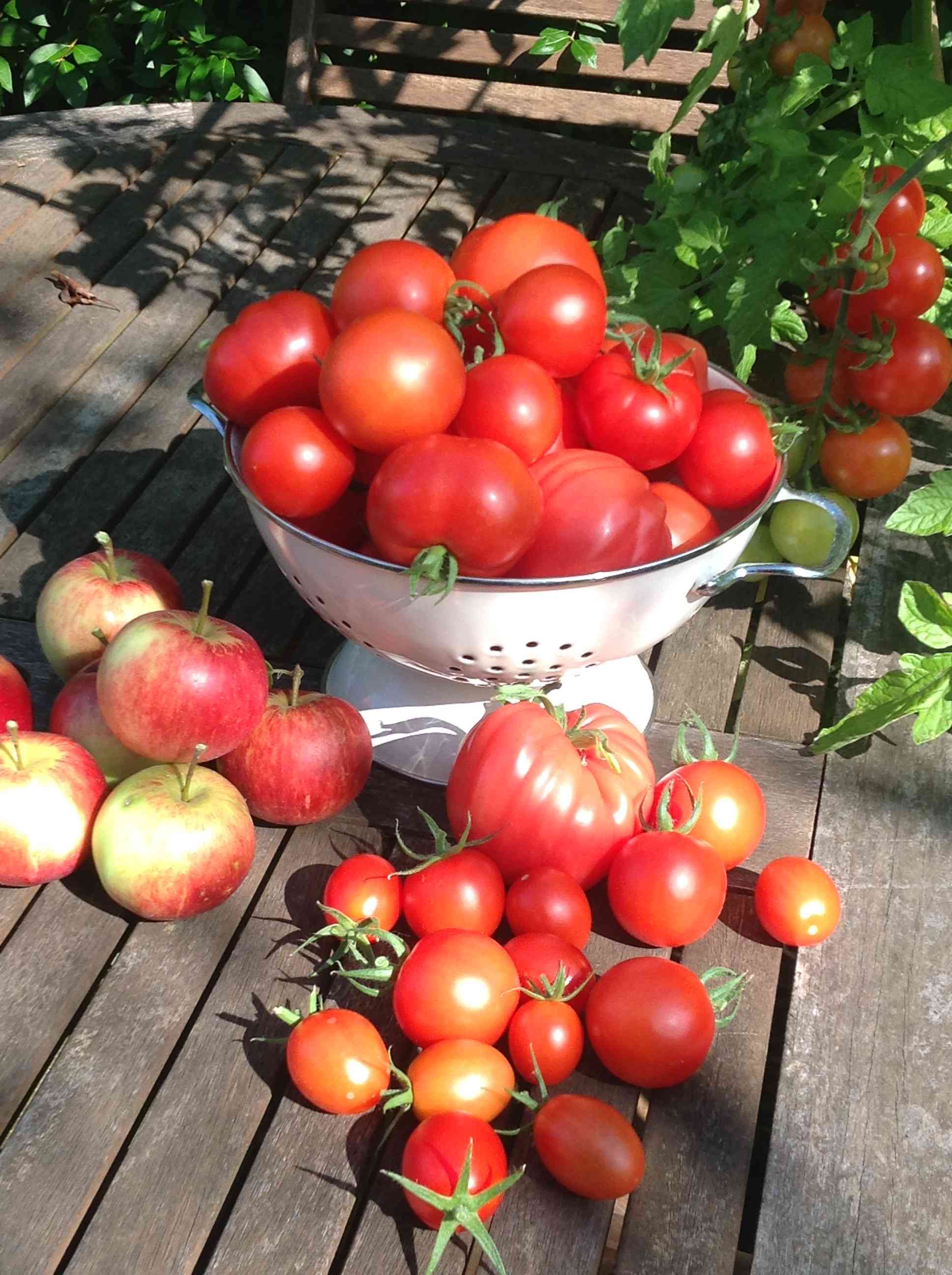 tomatoes 2.jpg