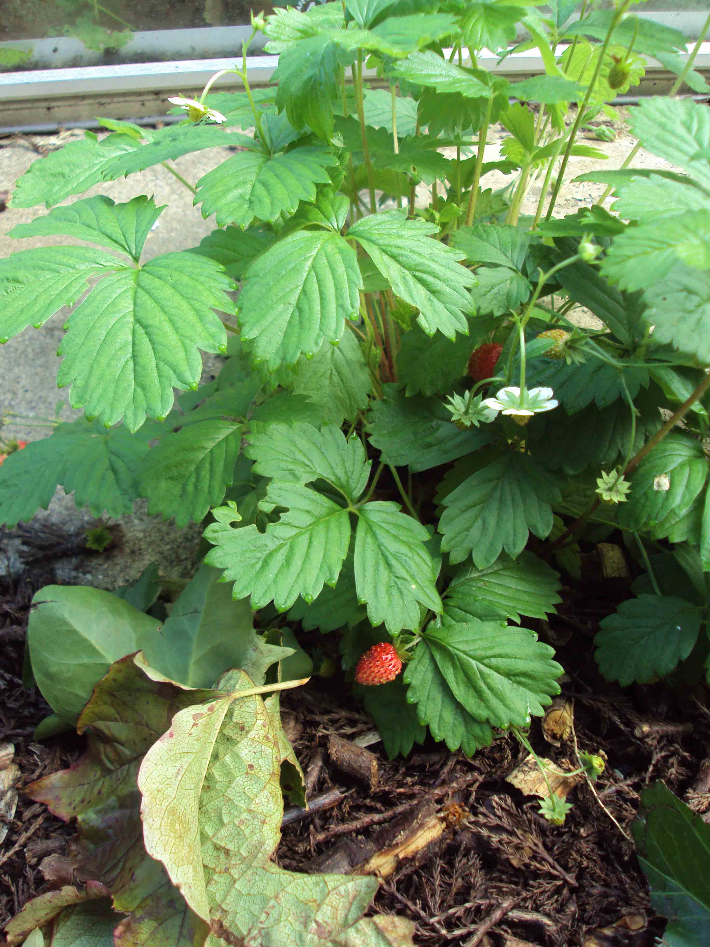 Red alpine strawberry.jpg