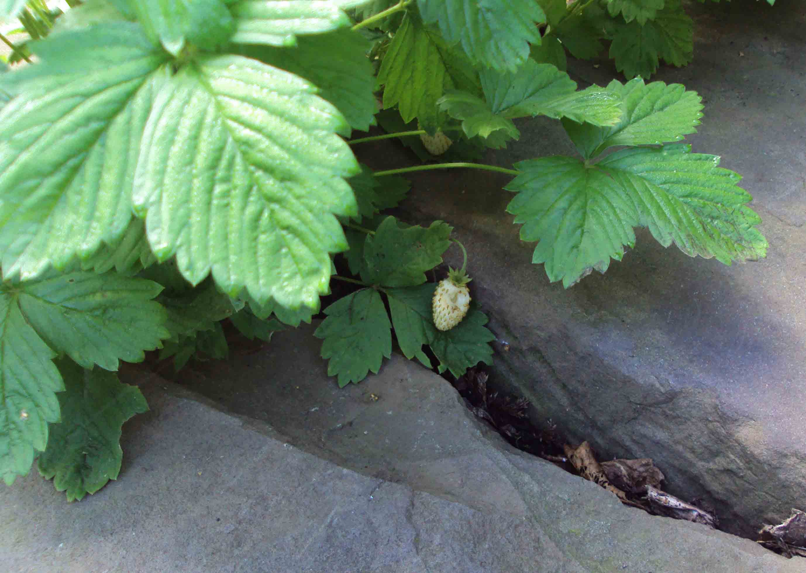 White alpine strawberry.jpg