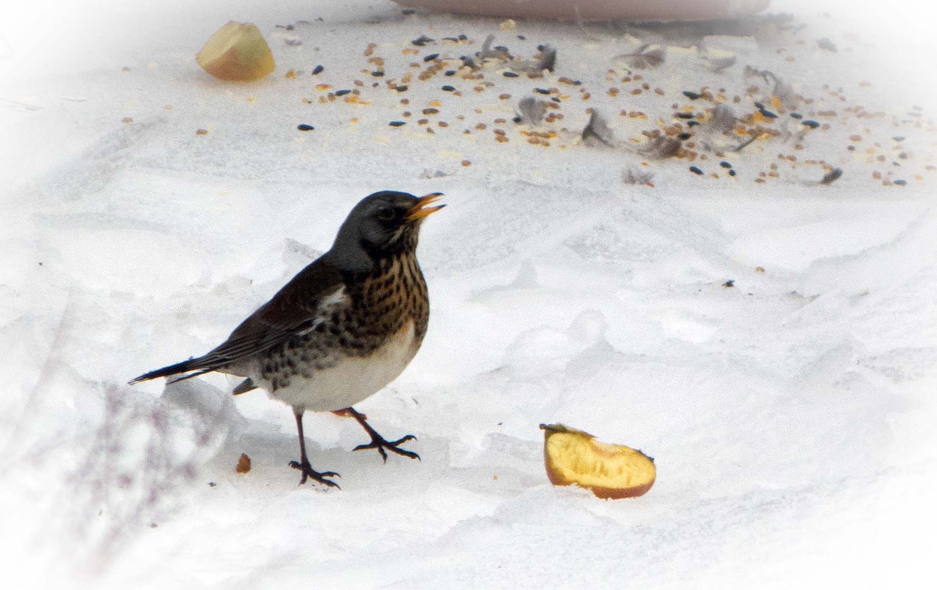 Fieldfare.jpg