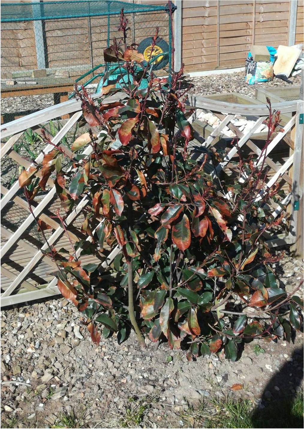 Photinia.jpg