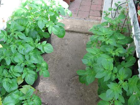 Potato Premiere 4-4-10.jpg