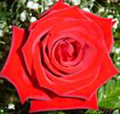 Red-Rose-3.jpg