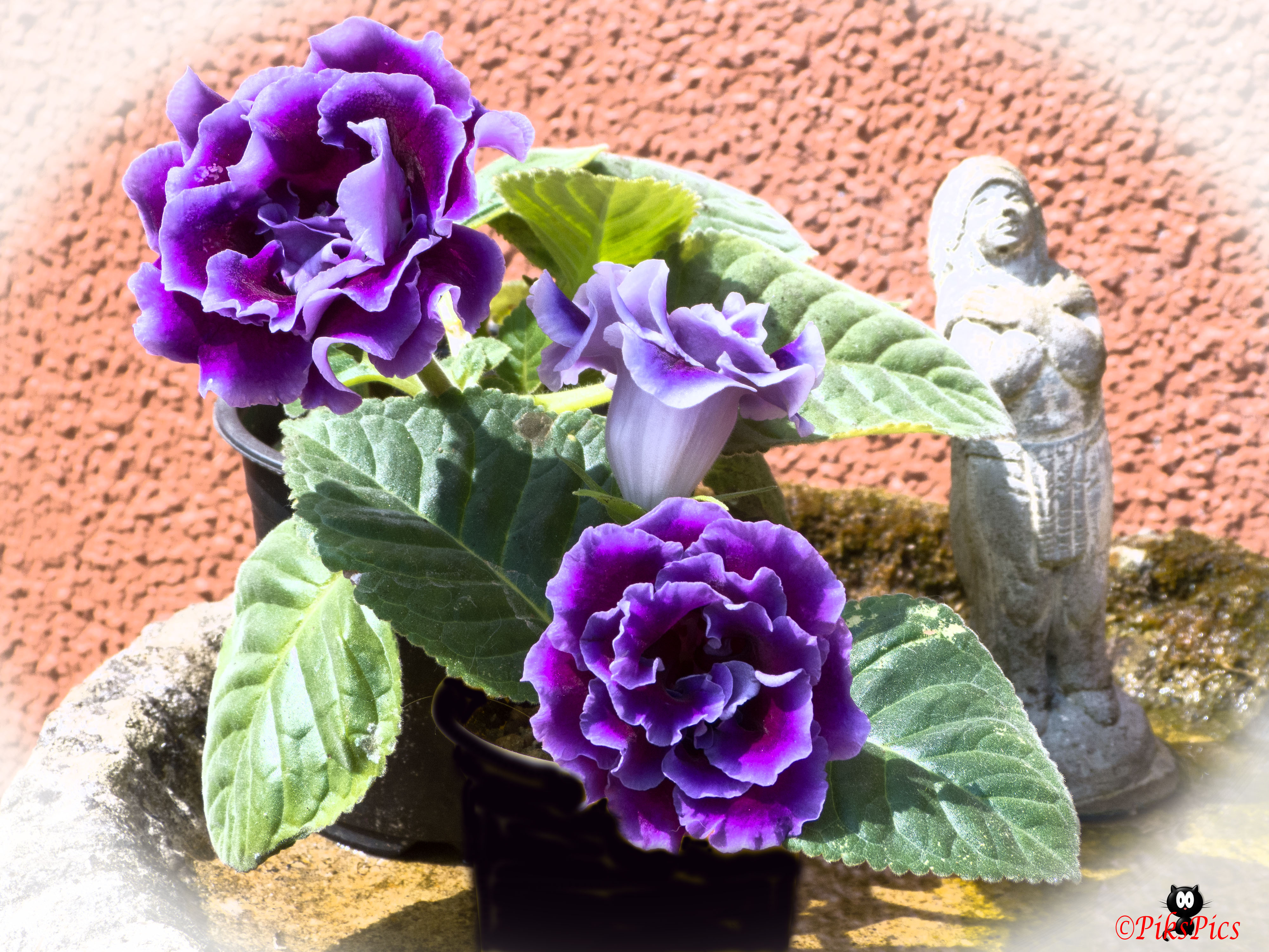 Gloxinia Violacea_0345_edited-1.jpg