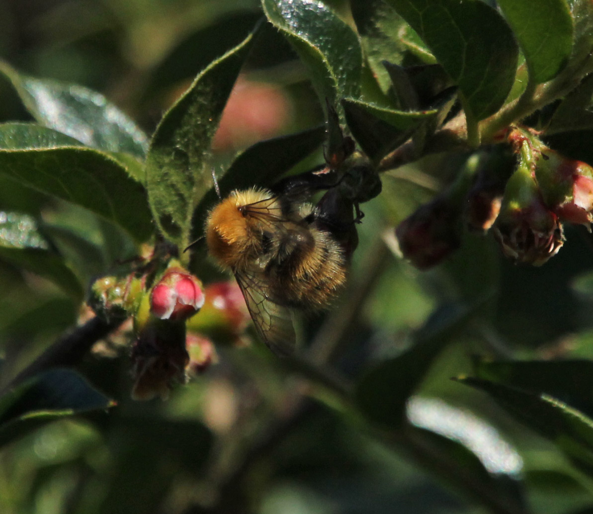 Making Honey.jpg