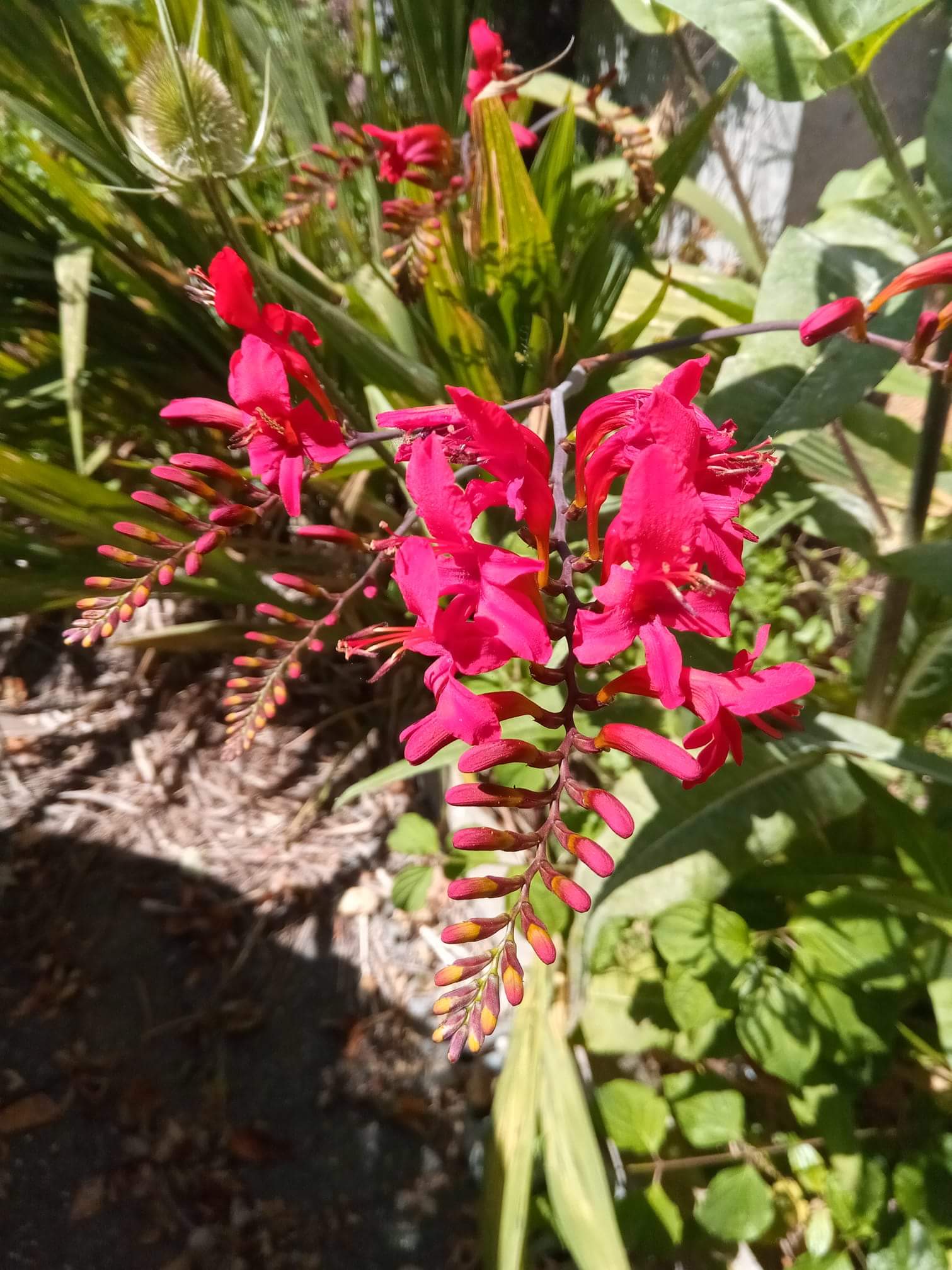 Crocosmia.jpg