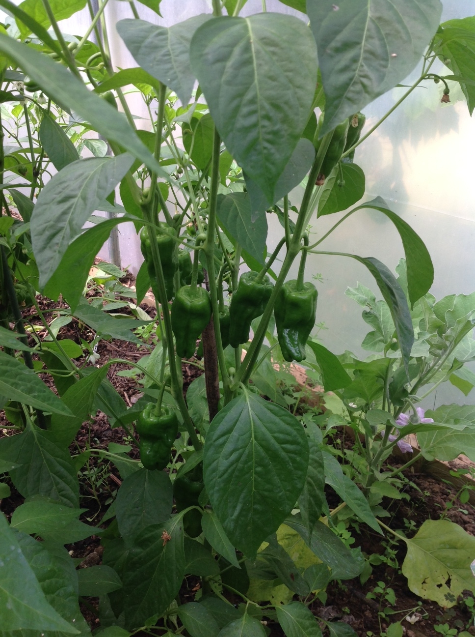 peppers 2.jpg