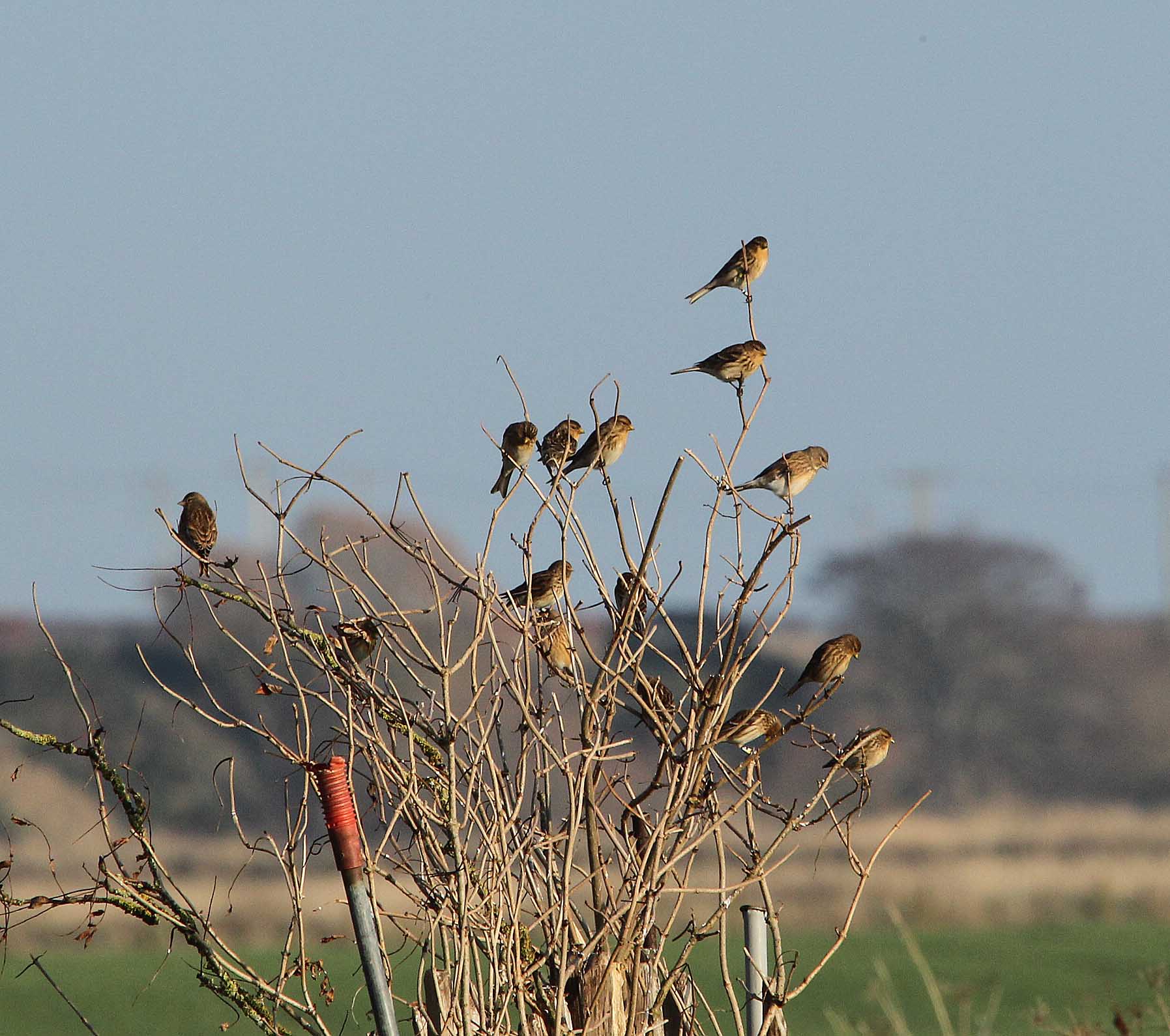 Twite.jpg