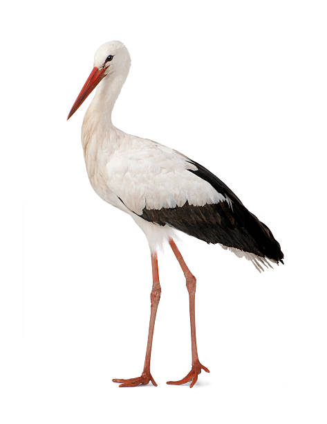 stork1.jpg