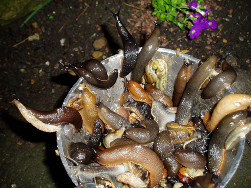 slugs.jpg