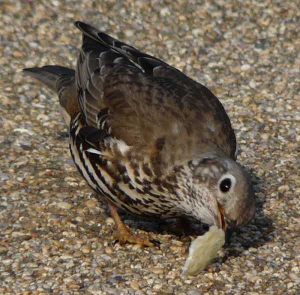 song-thrush-eating.jpg