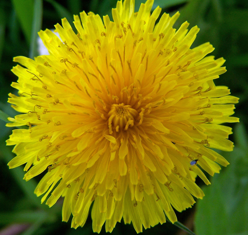 dandelion.jpg