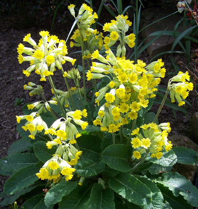 cowslip 1.jpg