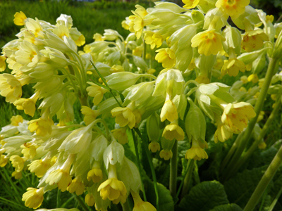 cowslip 2.jpg