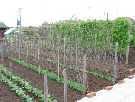 Bunyards, Early Onward, Radio..jpg