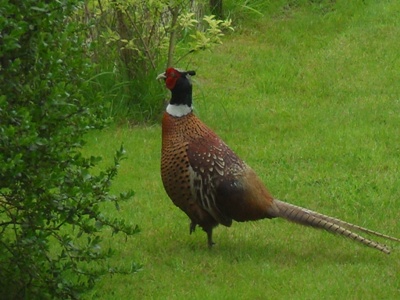 pheasant.JPG