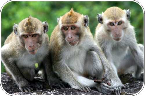 Three wise monkeys.jpg