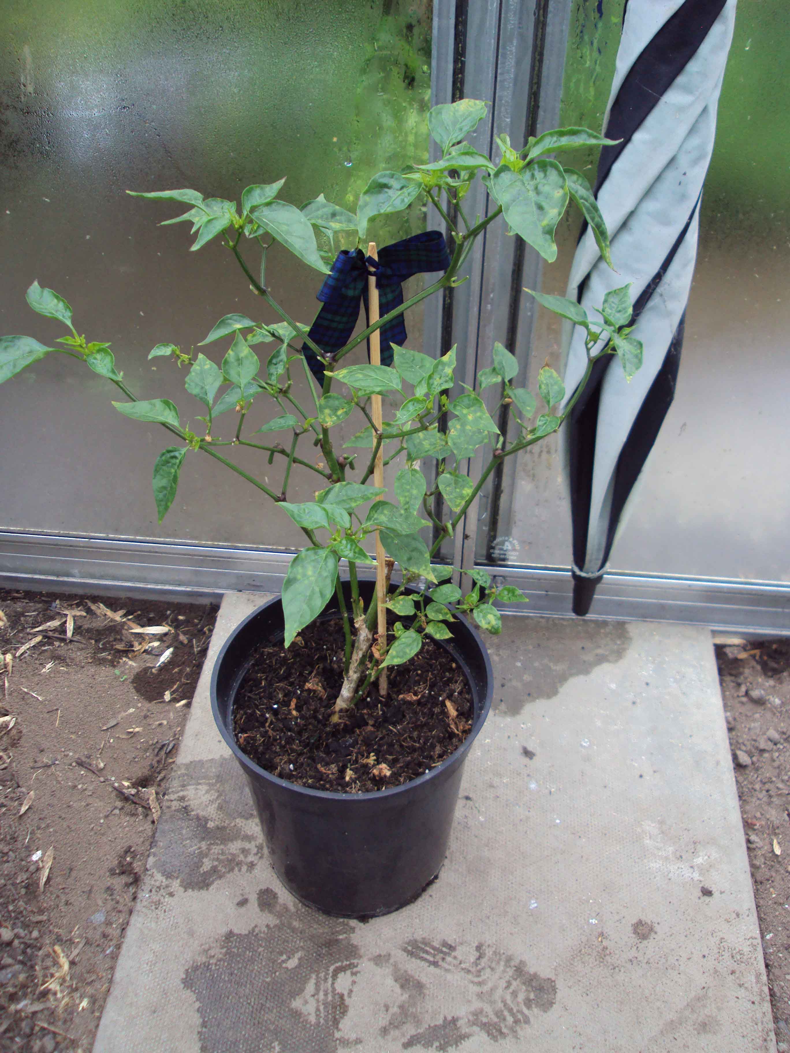 Overwintered Cayenne.jpg