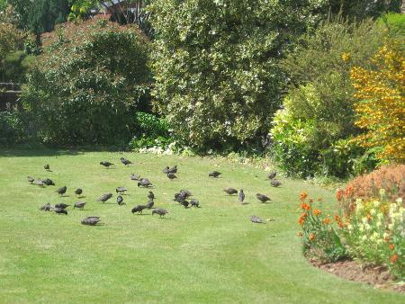 Starlings 30-5-10.jpg