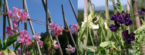 SweetPeas.jpg