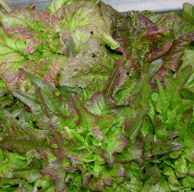 Lettuce2.jpg