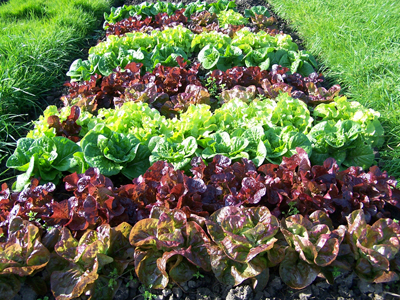 Allotment October 2 2008 059.jpg