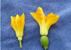 Squash flowers.jpg