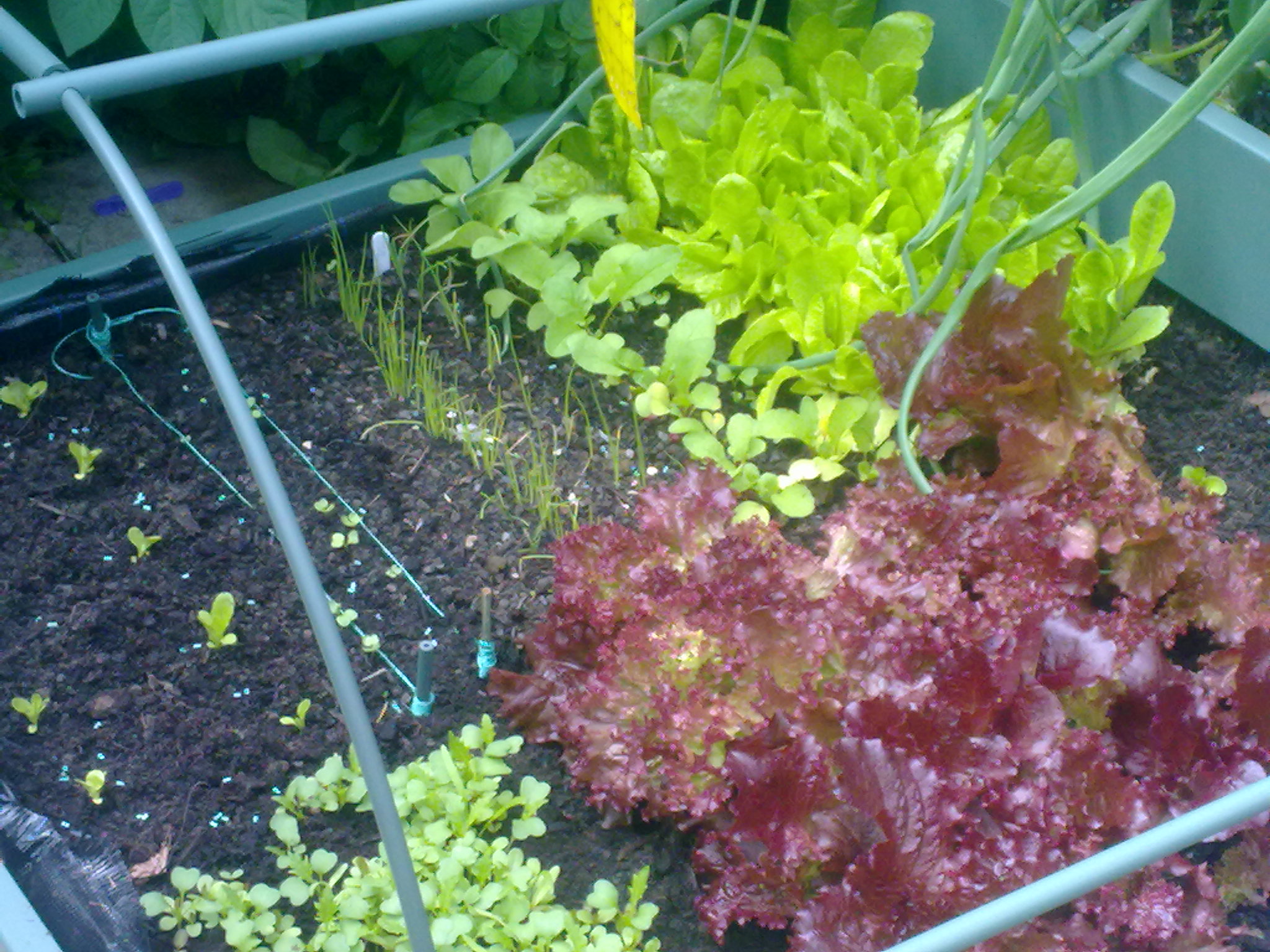 my salad bed!
