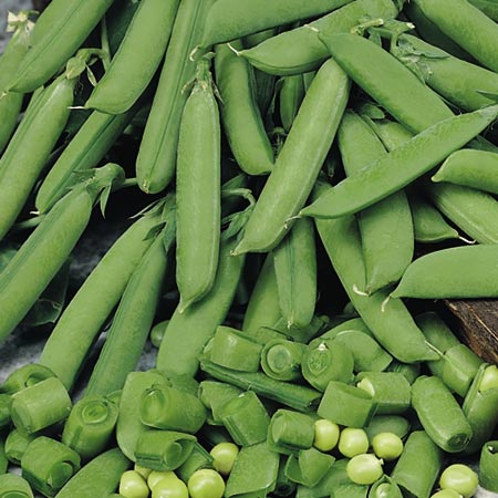 Suttons Sugarbon.jpg