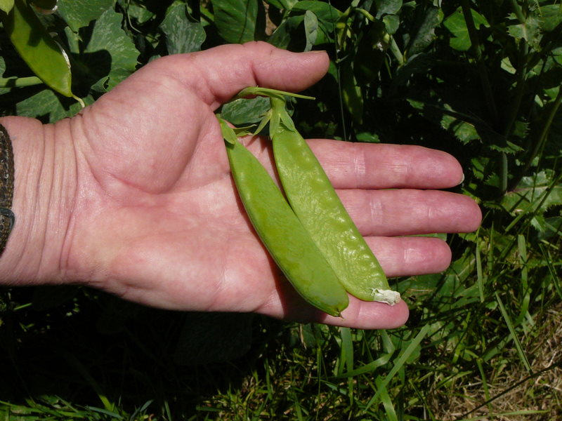 I can't see that these will ever fatten up