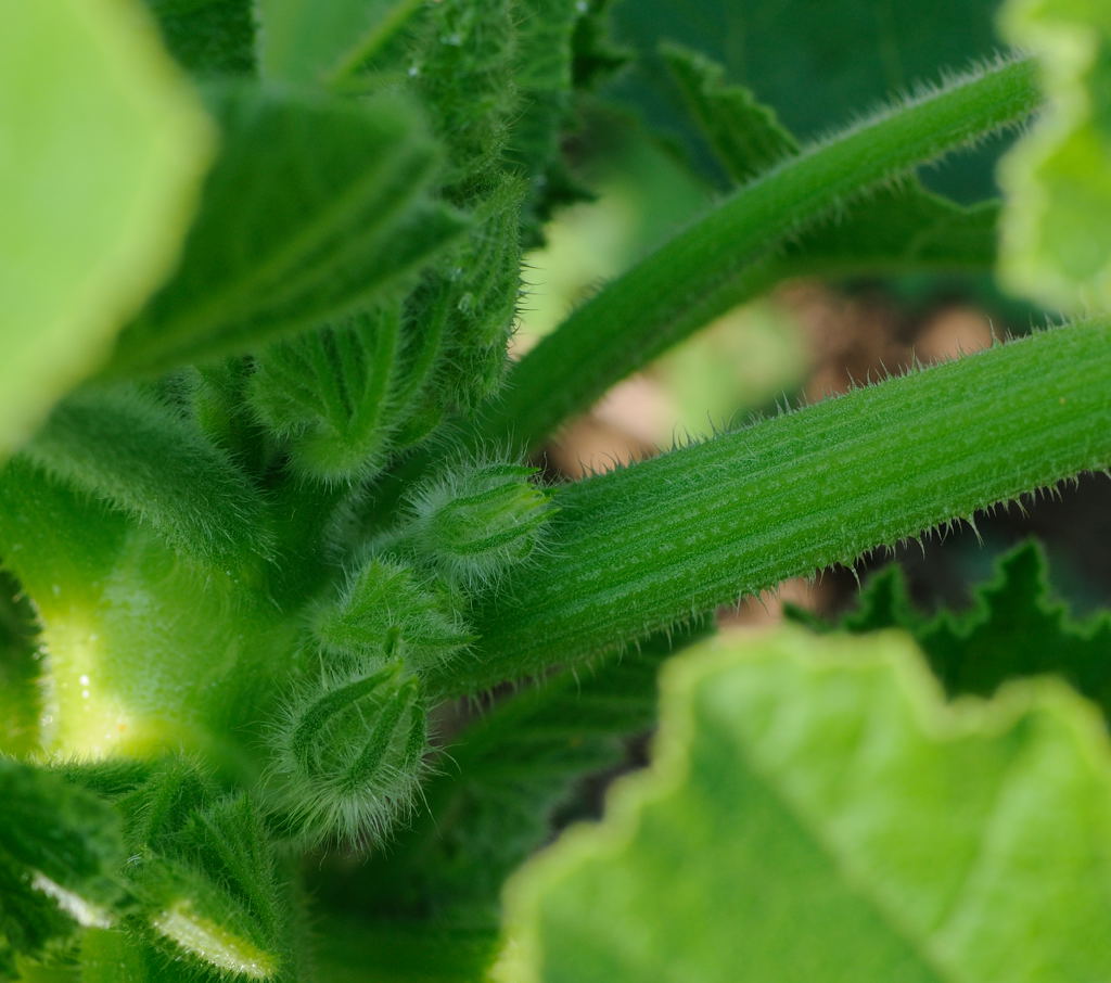 8529 - Baby Bon Bon Squash.jpg