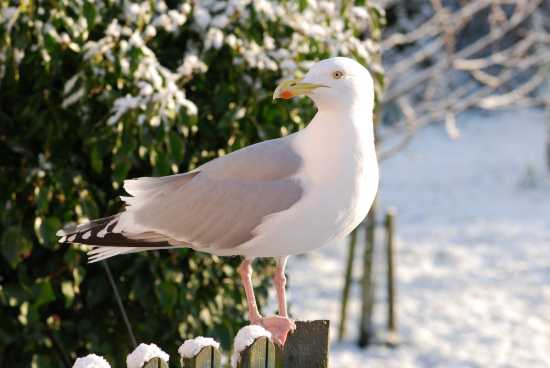Owain Glyndŵr yn yr eira.jpg
