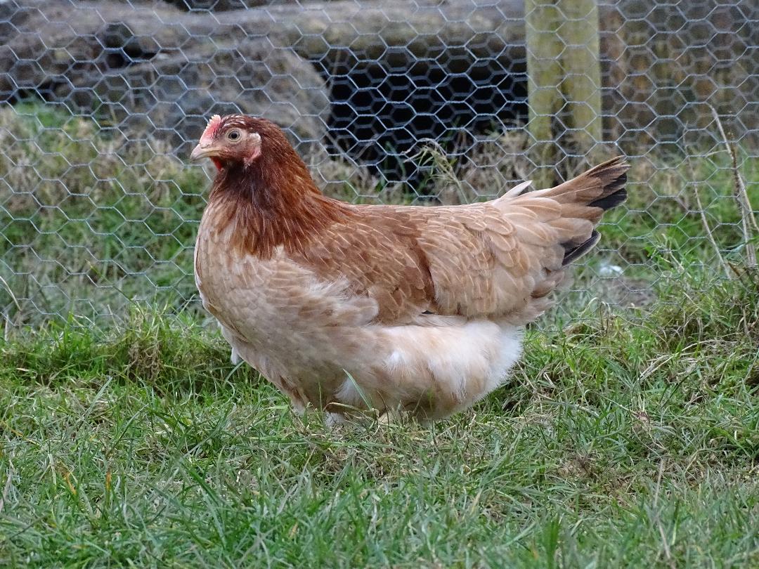 wheaten marans.JPG