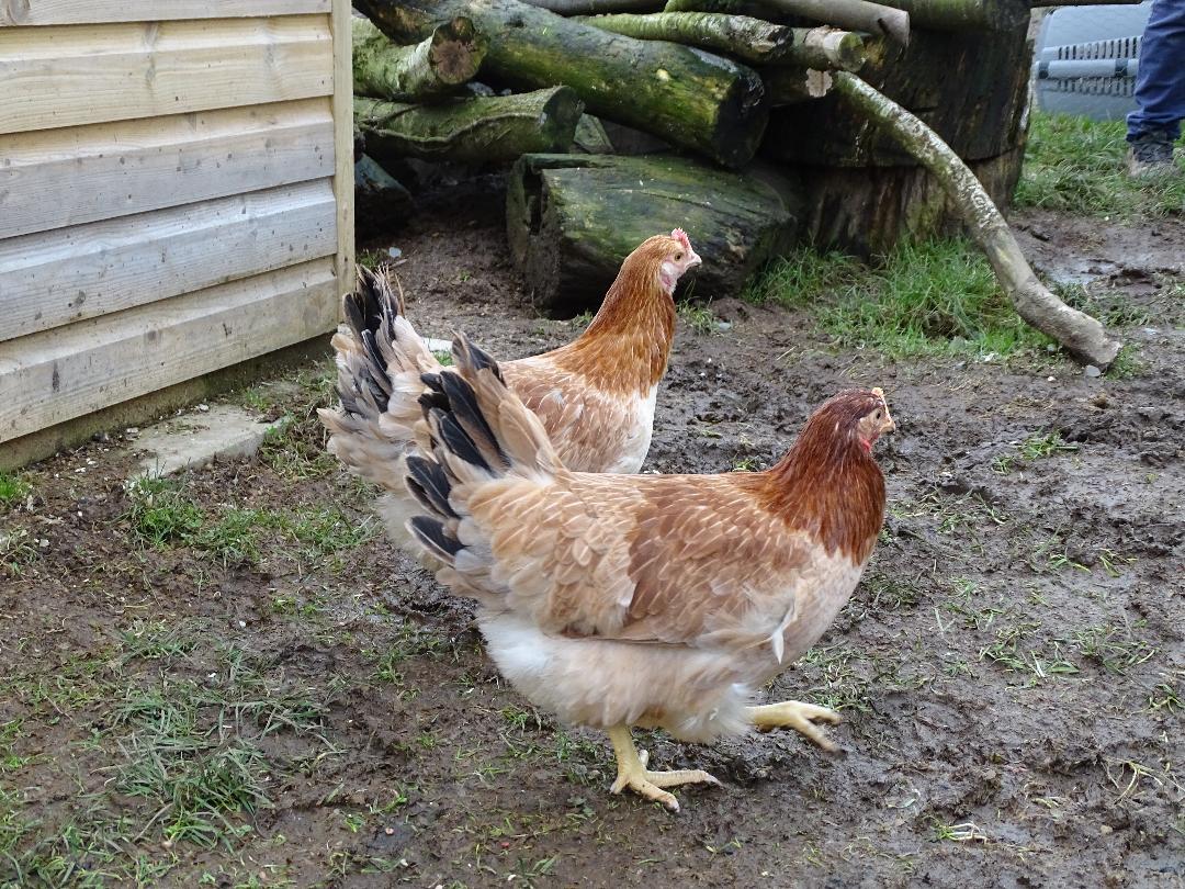 wheaten marans2.JPG