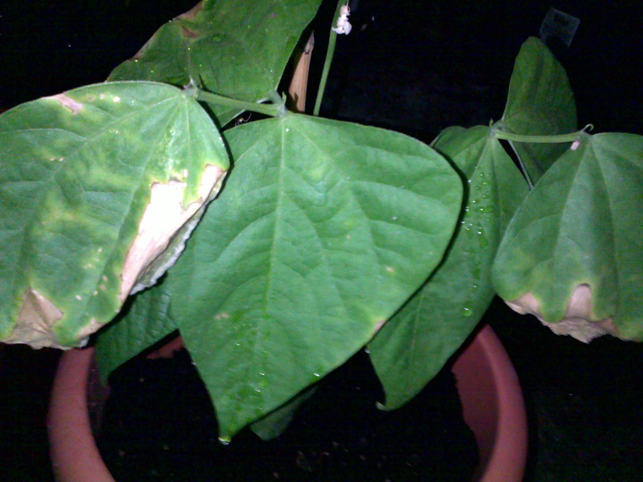 the yellow part of the leave