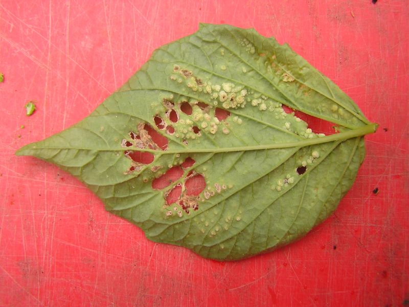 leaf2.jpg