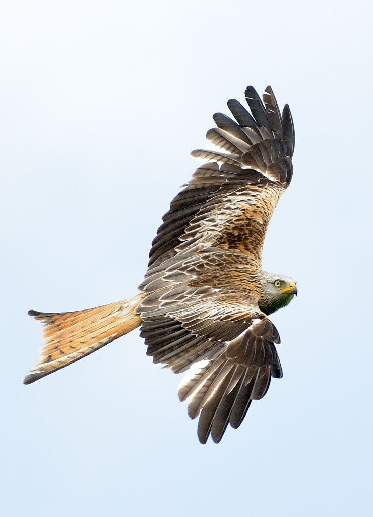 8014 WelshRedKite.jpg