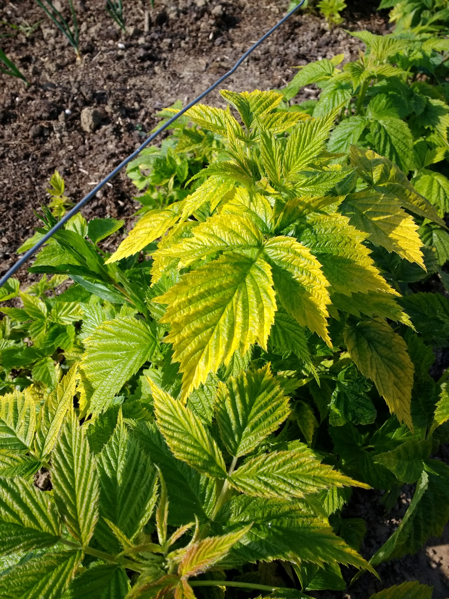 Yellow leaves