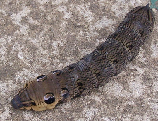 elephant hawkmoth caterpillar.jpg
