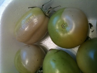 White tomatoes 1.JPG