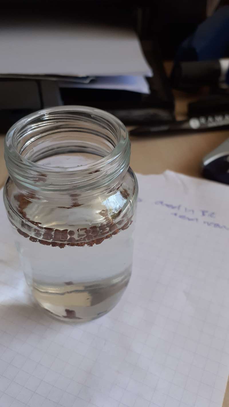 monterey cypress seeds in water.jpg